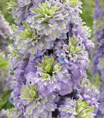 Дельфініум "Highlander ' Crystal Delight"