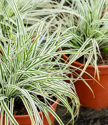 Carex "Everest" 