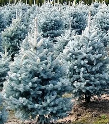 Ялина колюча "Glauca Majestic Blue"