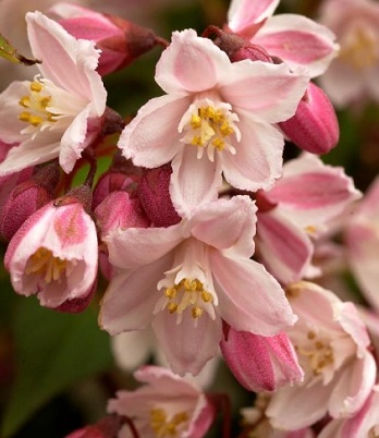 Транссексуалды әйелдер