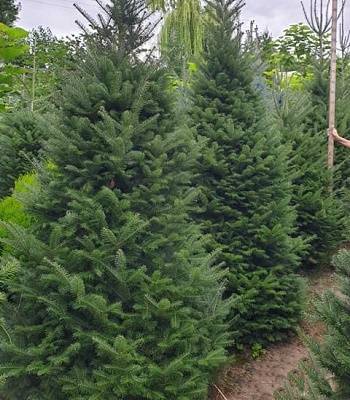 Ялиця біла (європейська)