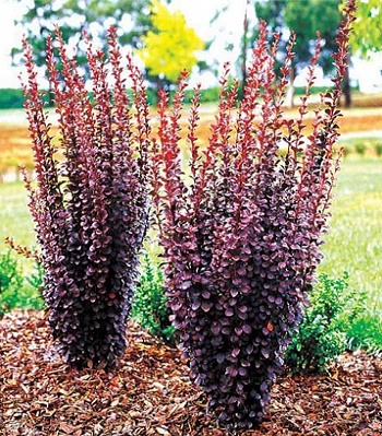 Барбарис "Chocolate Summer" 