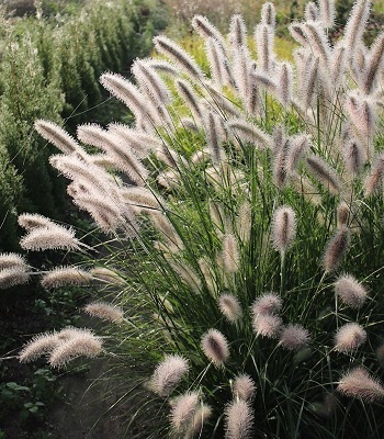 Pennisetum "Lady U" 