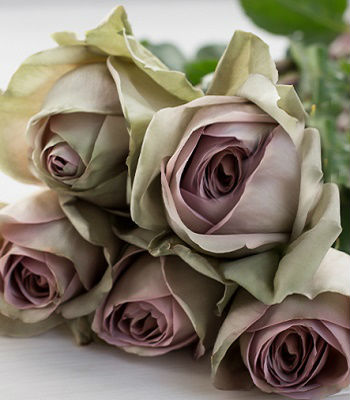 Троянда ч/г "Амнезія" 