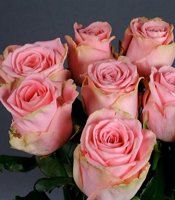 Троянда ч/г "Лорейн" 