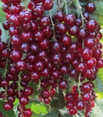 Порічка "Львів'янка" (кущова)