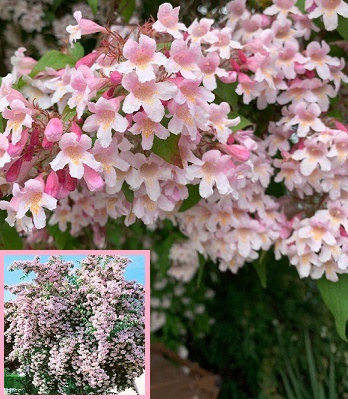 Кольквіція "Pink Cloud" 