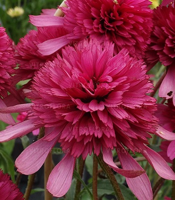 Ехінацея "Southern Belle"