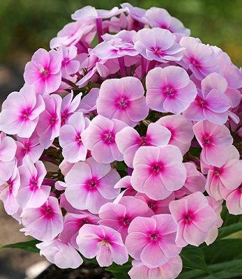 Флокс "Flame" Pro Soft Pink" 