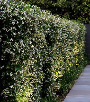 Трахелоспермум  "Star of Toscane" 