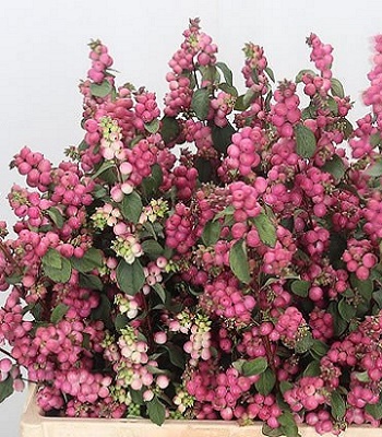 Сніжноягідник "Magical Candy" 