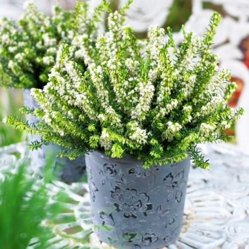 Еріка "White Perfection" 