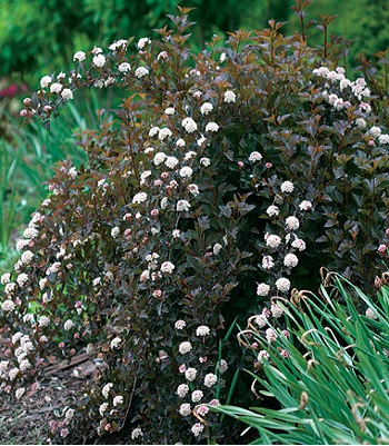 Пухироплідник "Summer Wine" 