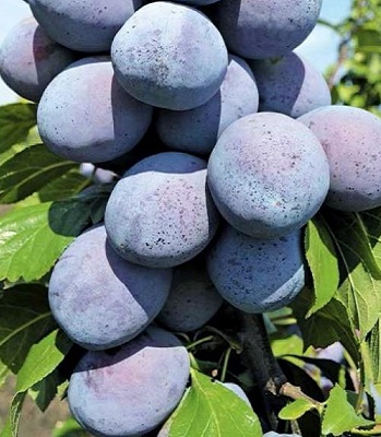 Слива "Чачакська Лепотіка" 