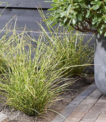 Miscanthus sinensis "Little Tiger"