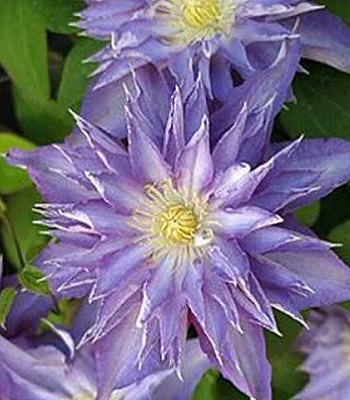 Клематис "Thyrislund" 