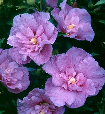 Гібіскус деревовидний "Lavender Chiffon" 