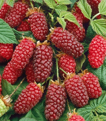 Ожомалина "Tayberry" 