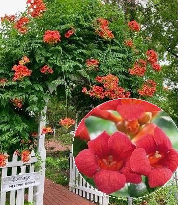 Кампсіс (Текома) "Flamenco"  