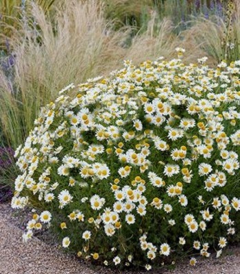 Антеміс фарбувальний "Sauce Hollandaise" 