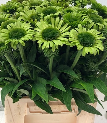 Ехінацея "Green Jewel" 