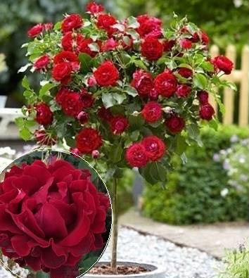 Троянда "Hommage a Barbara" (Привита на штамбі)