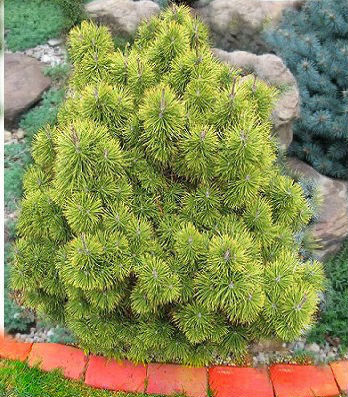 Сосна гірська "Zundert" (Привита) 