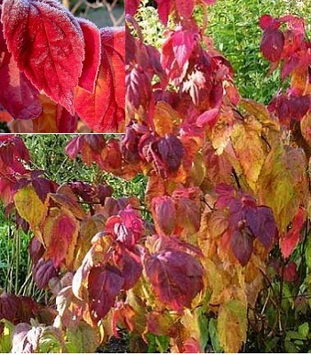 Спірея японська "Macrophylla" 