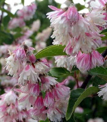 Дейція шершава "Codsall Pink" 