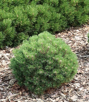 Сосна гірська "Heideperle" (Привита) 