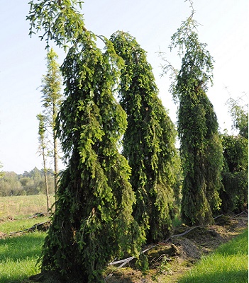 Ялиця біла "Pendula" (Привита) 