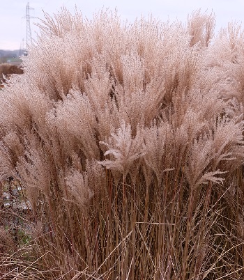 Miscanthus sinensis "Versammlung" 