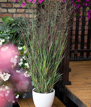 Panicum virgatum "Nosferatu"