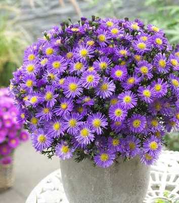 Астра "Lady in Blue"