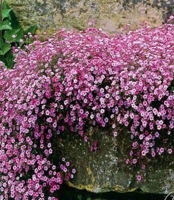 Гіпсофіла "Rosea"