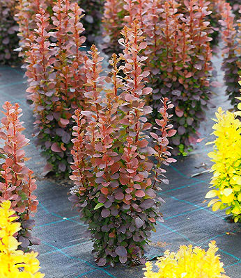 Барбарис "Dariusz" 