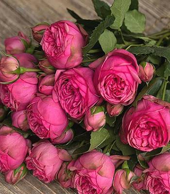 Троянда піон "Pink Piano"