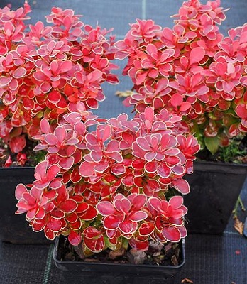 Барбарис "Red Hot Chili" 