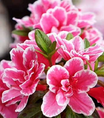 Азалія японська "Pink Poetry"