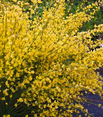 Ракитник "All Gold" 