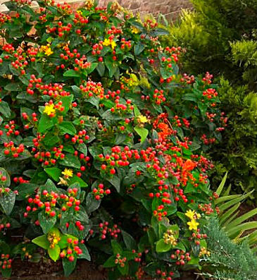 Звіробій "Elstead" 