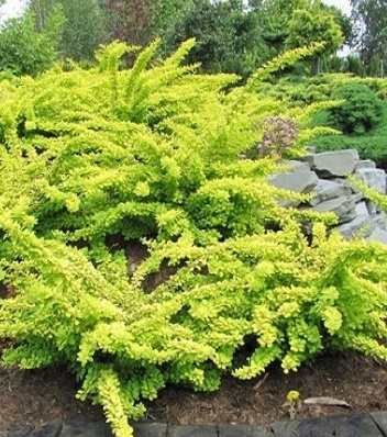 Барбарис "Golden Сarpet" 