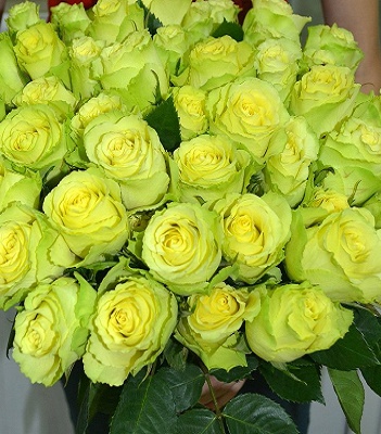 Троянда ч/г "Лімбо"