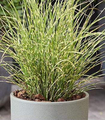 Miscanthus sinensis "Little Tiger"
