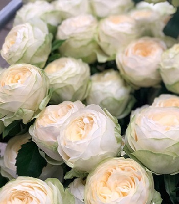 Троянда піон "Pure Blonde"