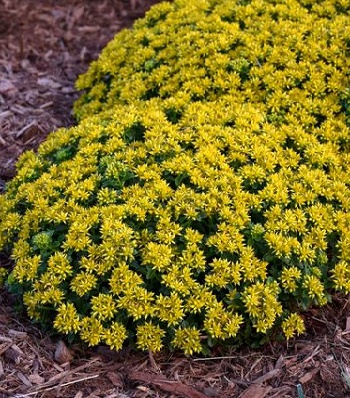 Очиток "Little Miss Sunshine"