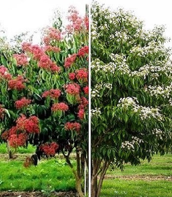 Гептакодіум міконіевидний