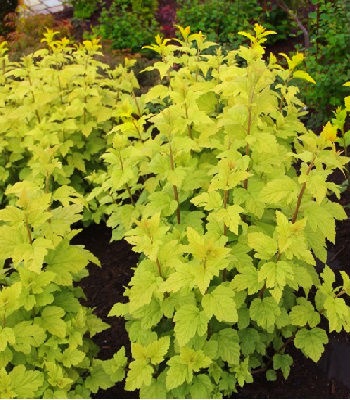 Пухироплідник "Dart's Gold" 