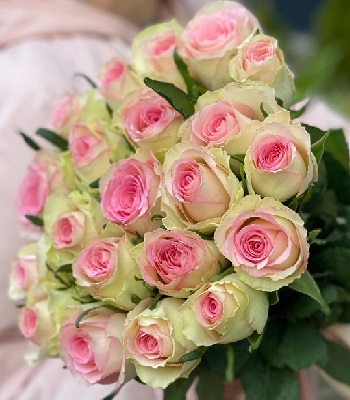 Троянда ч/г "Вальс де Мейян" 