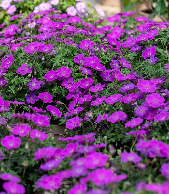 Герань "Frivolius Purple" 